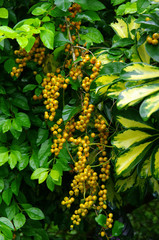 Tropiques - Vanillier de Cayenne [Duranta repens]