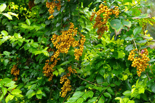 Tropiques - Vanillier de Cayenne [Duranta repens]