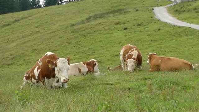 group of cattle on the blomberg in bavaria