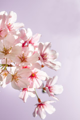 Naklejka na ściany i meble cherry blossom