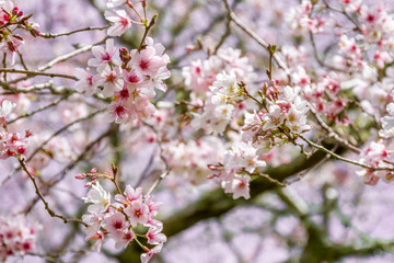 cherry blossom