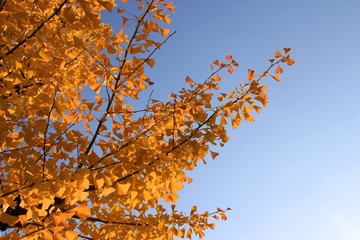 紅葉の時期がやってきた
