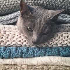 Russisch blau Katze