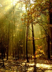 Autumn sun in forest