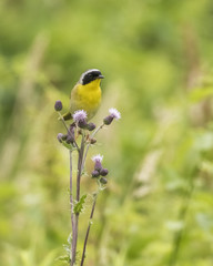 Common Yellowthroat perched on flowers