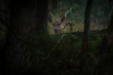 Portrait eines Rothirsches im Wald