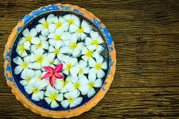 Frangipani