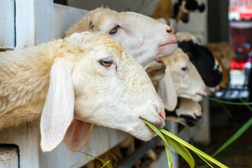 sheep in farm