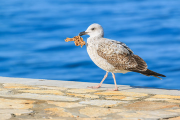 A young seagull walking on a pier with the garbage in his beak