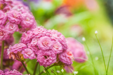 spring blossom flower background