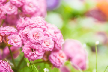 spring blossom flower background