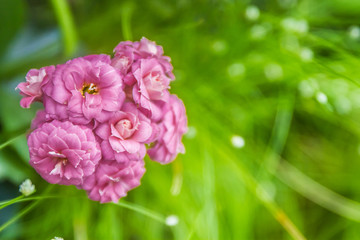 spring blossom flower background