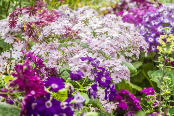spring blossom flower background