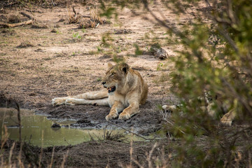 Lion resting next to a waterhole.