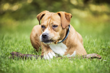 Fototapeta premium Happy dog lying on the grass