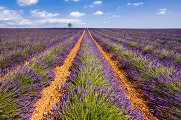 Fototapeta na wymiar Lavender fields in Valensole with an olive tree. Summer in Alpes de Hautes Provence, Southern French Alps, France