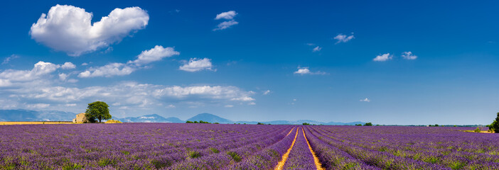 Summer in Valensole with lavender fields, stone house and heart-shaped cloud (panoramic view)....