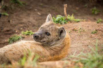 Spotted hyena looking at the camera.