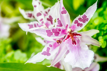 fresh beautiful vivid colorful orchid in nature