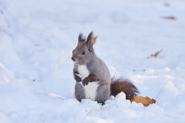 神楽岡公園のエゾリス 冬
