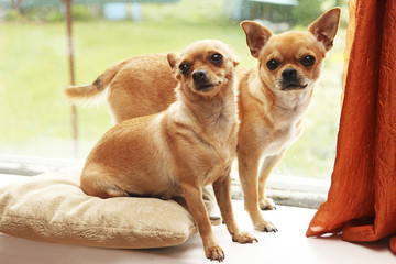 Two curious chihuahua indoors