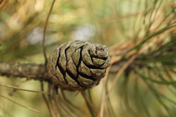 Pine cone in late autumn.
