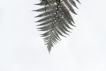 fern leaves on natural background