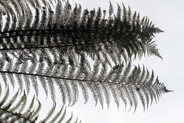 fern leaves on natural background