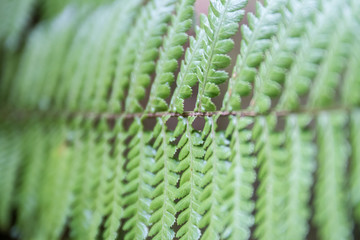 fern leaves on natural background