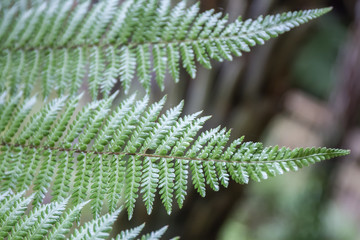 fern leaves on natural background