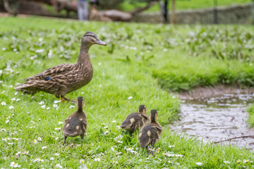 duck family on green grass background