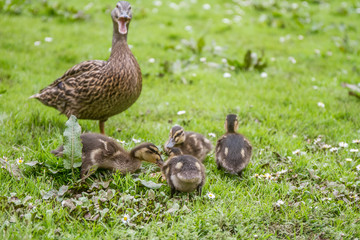 duck family on green grass background