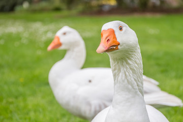 goose family walking on green grass background