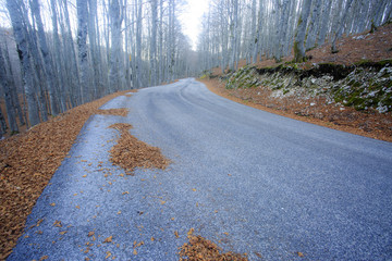 Passo di Forca d'acero in autunno, un bosco tra Lazio e Abruzzo. Alberi, rocce e mille colori della natura 