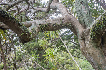 tree in park, auckland, new zealand