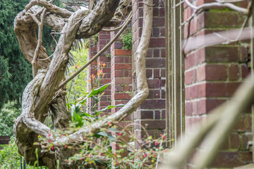 tree in park, auckland, new zealand