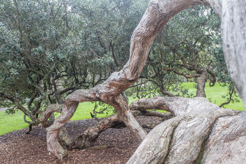 tree in park, auckland, new zealand
