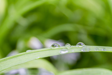water droplets on green grass