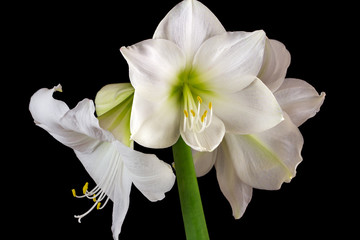 White amaryllis flower