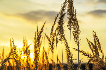 Hohes Gras und Schilf im Sonnenuntergang