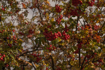 Fototapeta na wymiar Rowan berries on branch