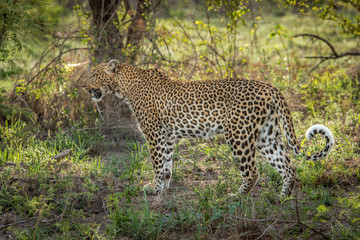 Fototapeta na wymiar Leopard moving in the grass.