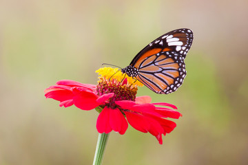 Fototapeta na wymiar Butterflies on red flowers