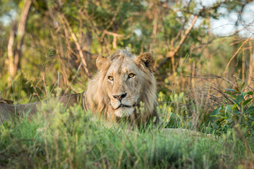 Male Lion resting in the grass.