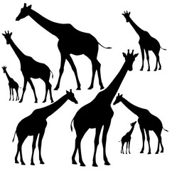 Naklejka premium giraffes silhouettes black and white vector design