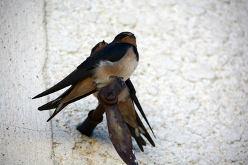 Couple Hirondelle Rustique © Michel