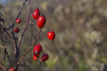 Branch of briar bush with big red berries on blurred background with copy space for your text