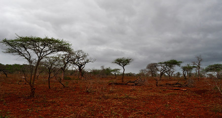 Obraz premium Sud Africa, 28/09/2009: paesaggio africano nella Hluhluwe Imfolozi Game Reserve, la più antica riserva naturale istituita in Africa nel 1895 nel KwaZulu-Natal, la terra degli Zulu