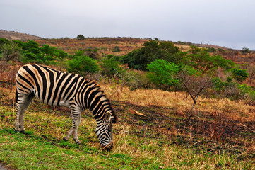 Fototapeta na wymiar Sud Africa, 28/09/2009: zebre in una prateria nella Hluhluwe Imfolozi Game Reserve, la più antica riserva naturale istituita in Africa nel 1895 nel KwaZulu-Natal, la terra degli Zulu