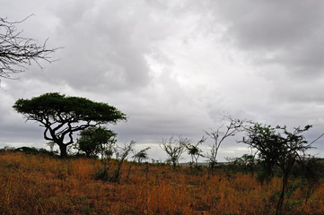Fototapeta na wymiar Sud Africa, 28/09/2009: paesaggio africano nella Hluhluwe Imfolozi Game Reserve, la più antica riserva naturale istituita in Africa nel 1895 nel KwaZulu-Natal, la terra degli Zulu